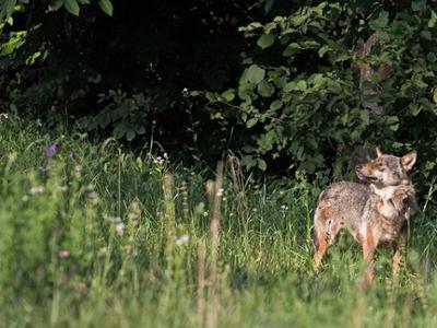 ESCURSIONE GUIDATA